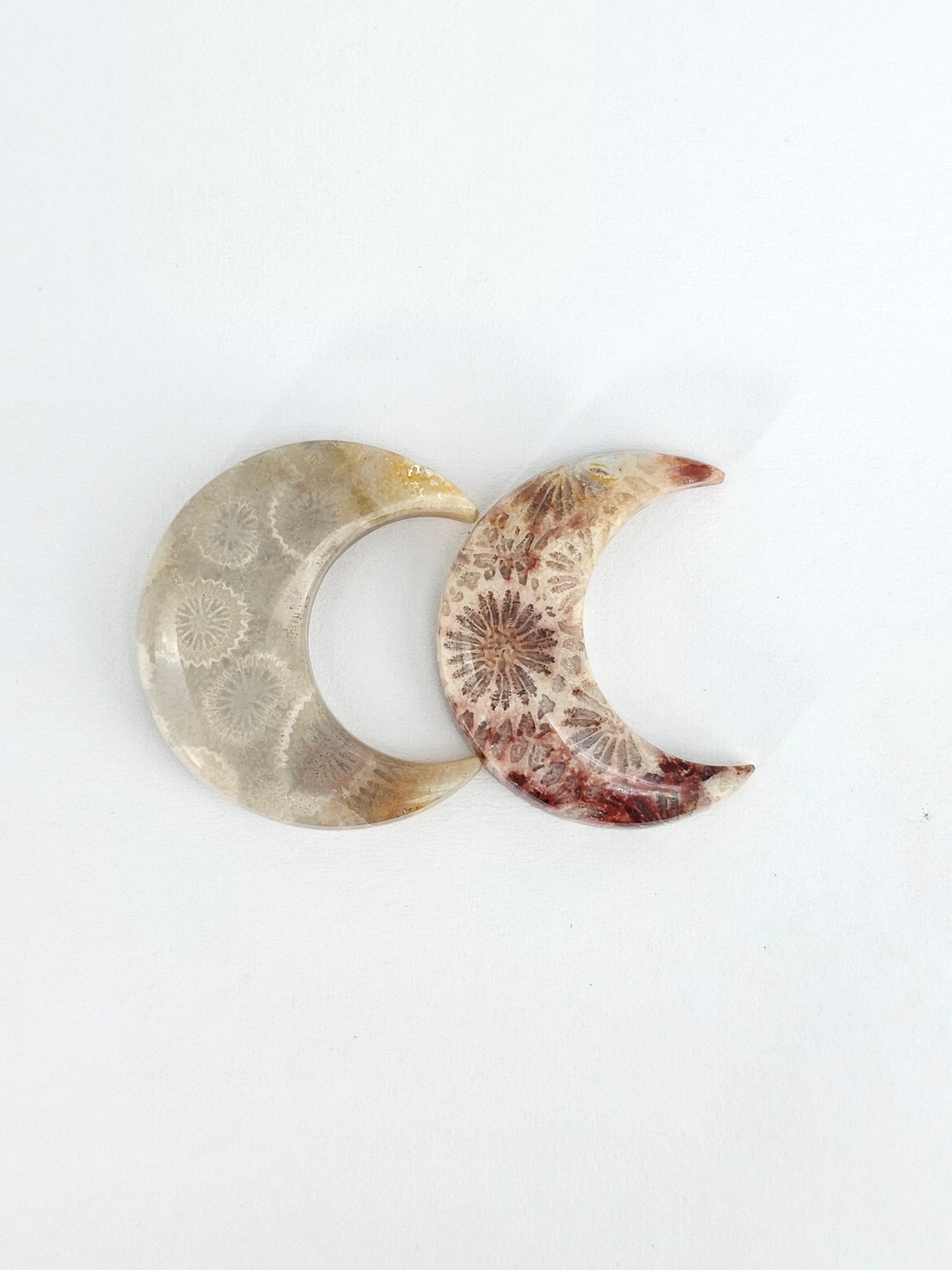 Fossilized Coral Moon Set