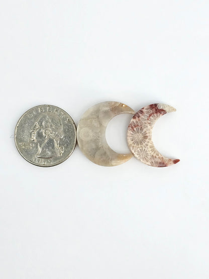 Fossilized Coral Moon Set