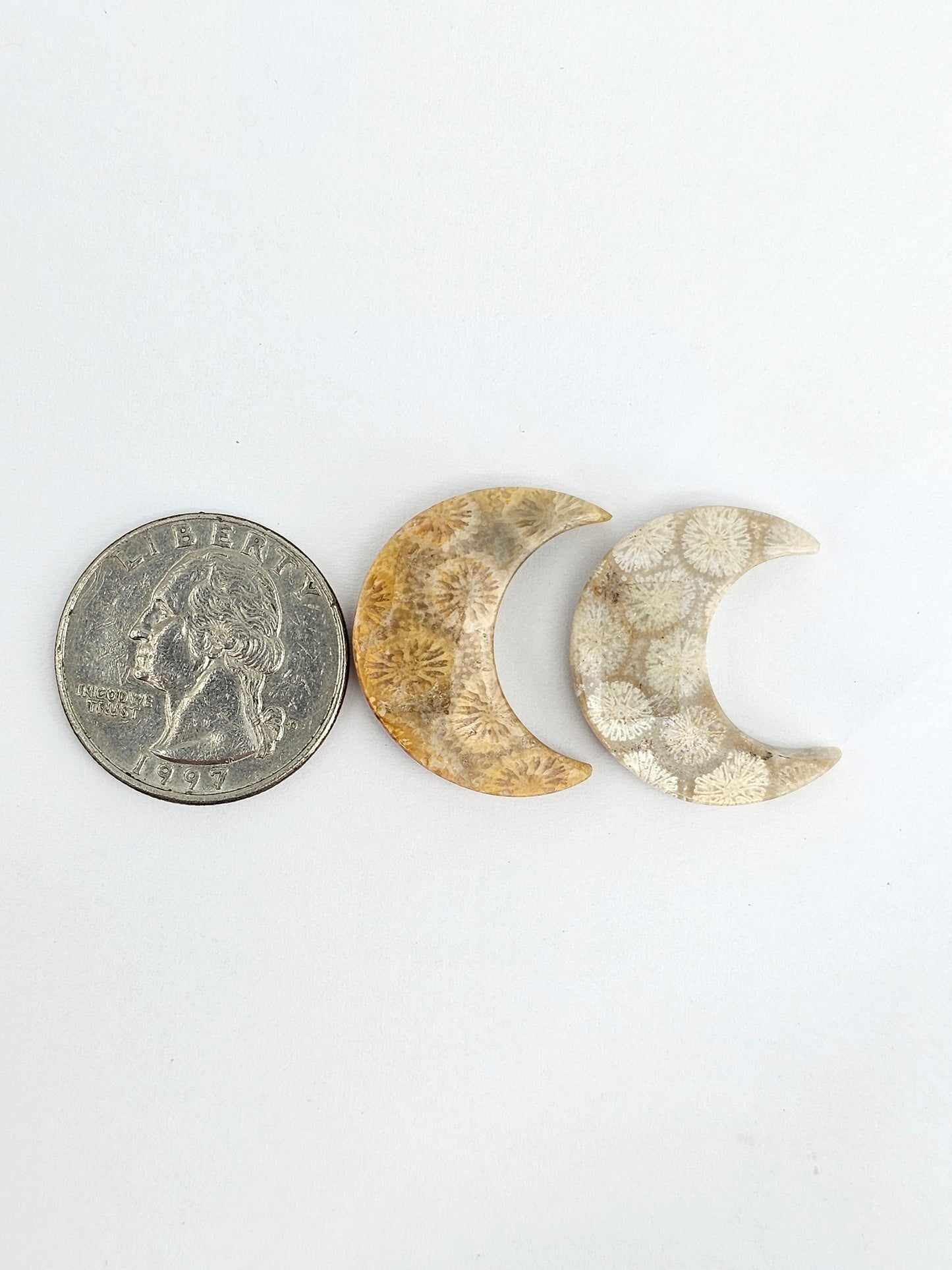 Fossilized Coral Moon Set