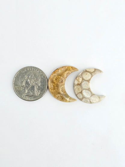 Fossilized Coral Moon Set