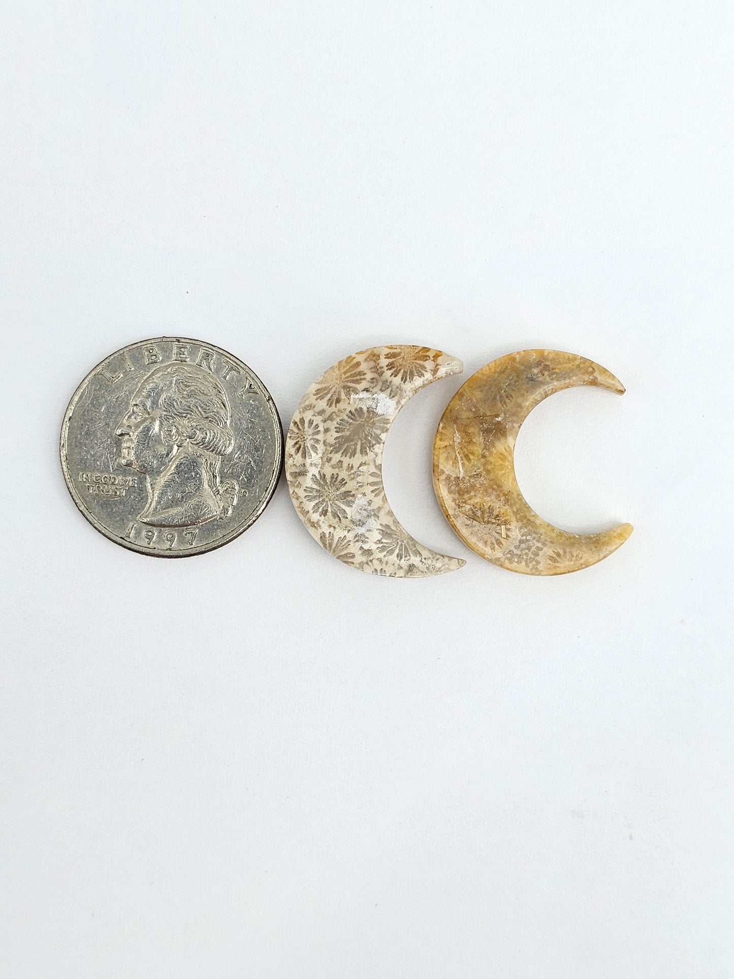 Fossilized Coral Moon Set