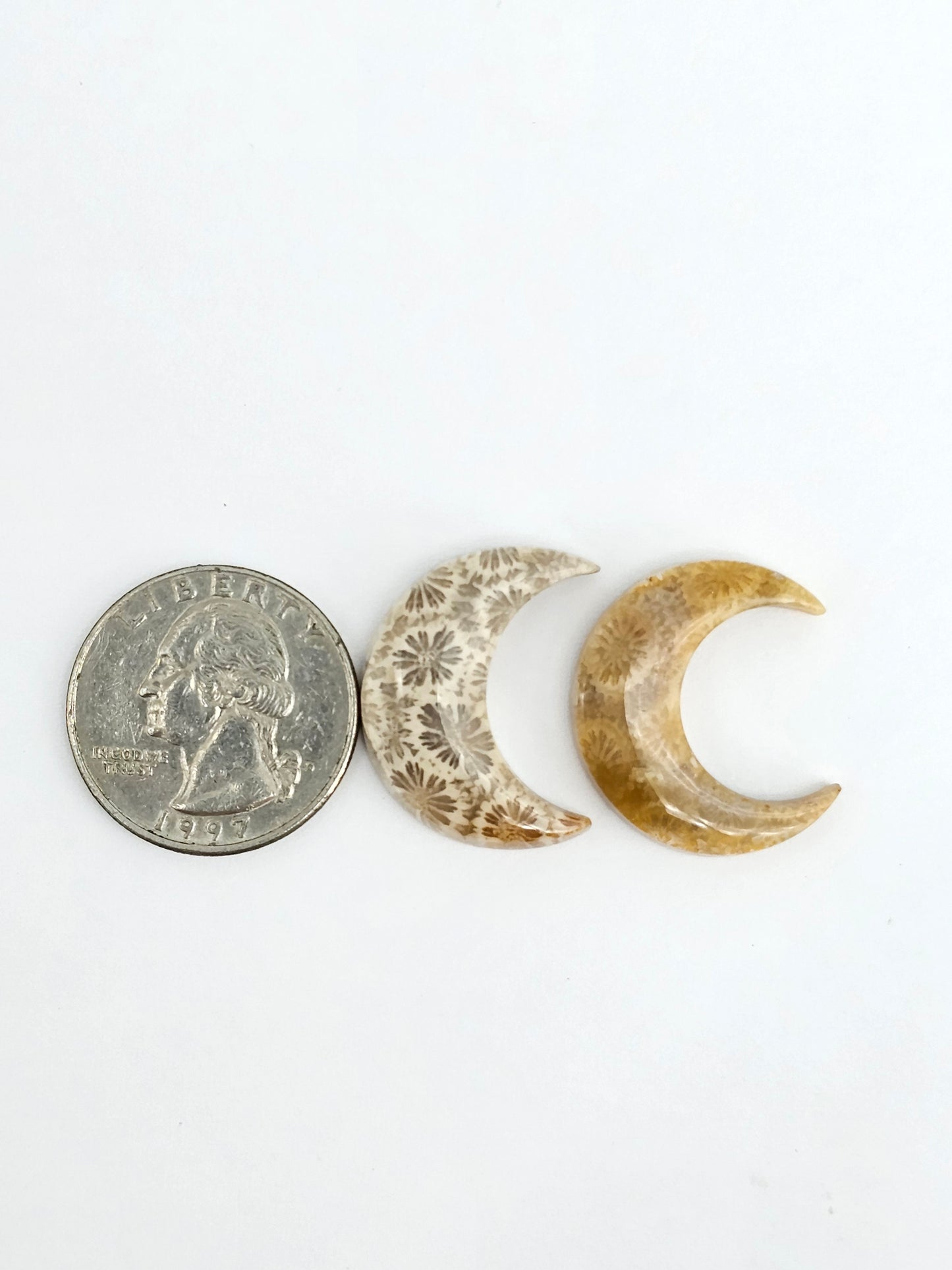 Fossilized Coral Moon Set