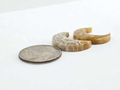 Fossilized Coral Moon Set