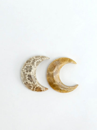 Fossilized Coral Moon Set