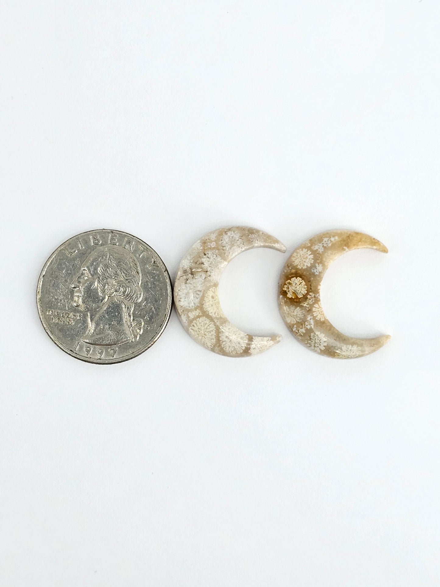 Fossilized Coral Moon Set