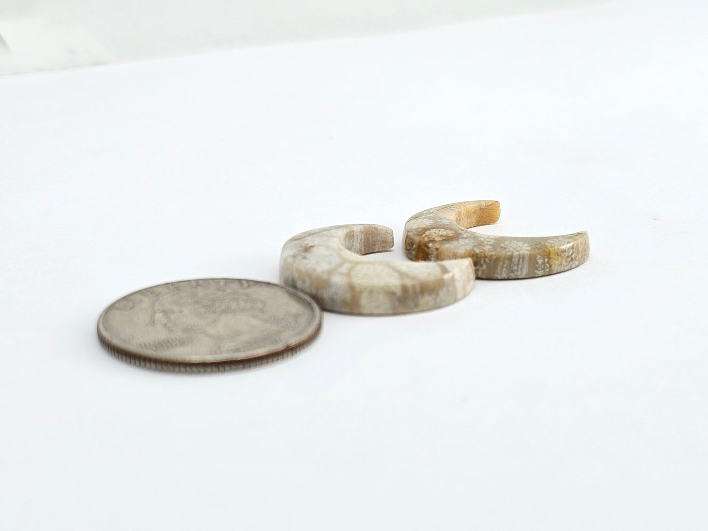 Fossilized Coral Moon Set