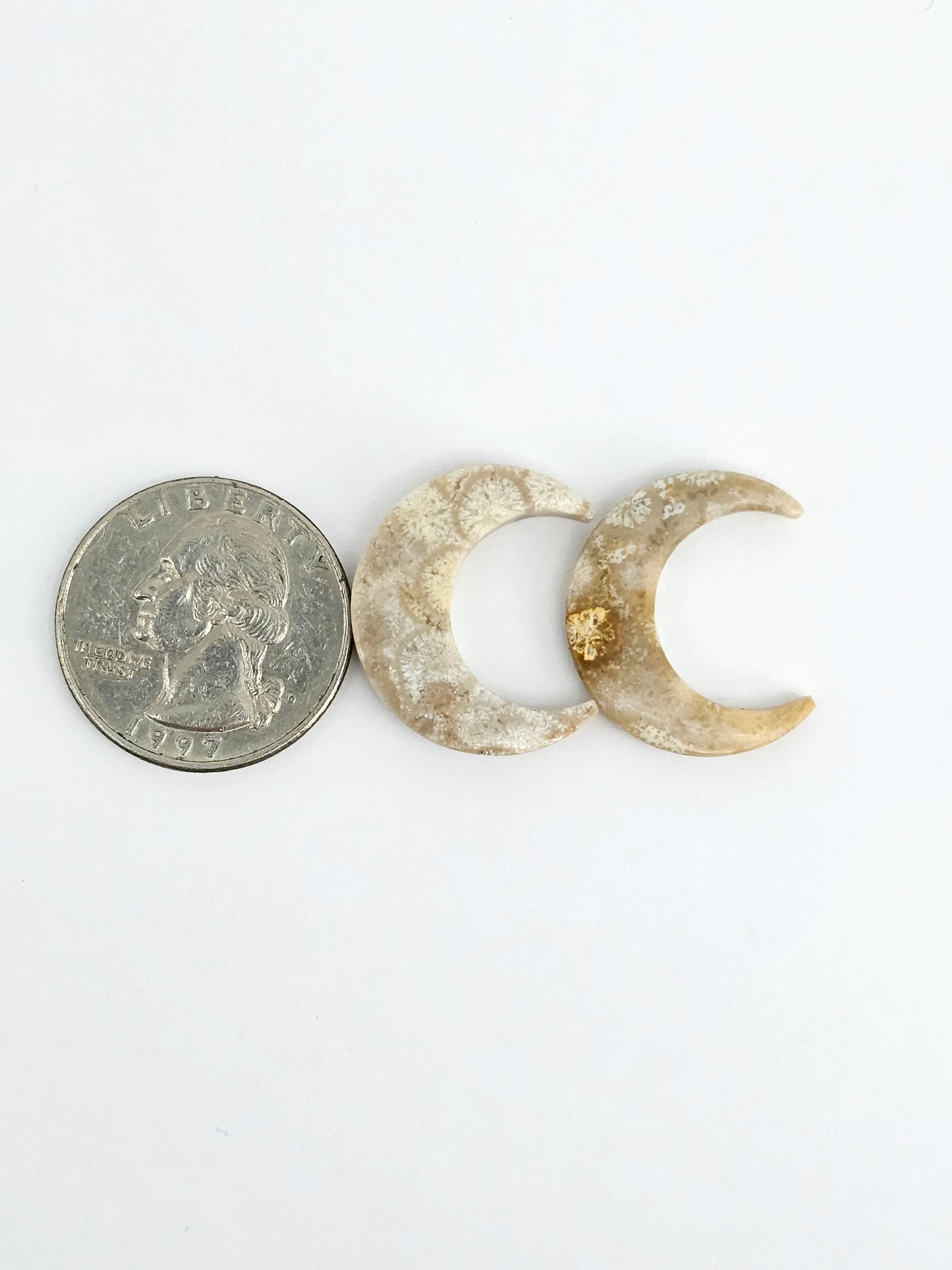 Fossilized Coral Moon Set