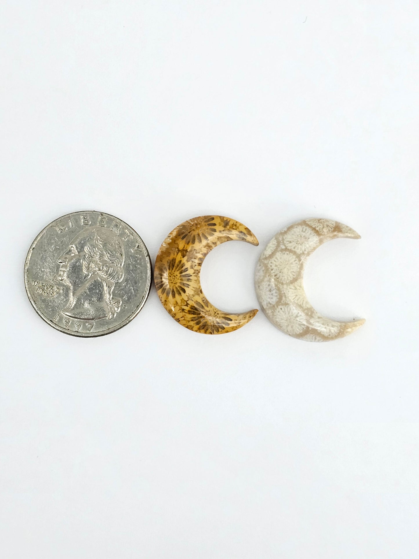 Fossilized Coral Moon Set