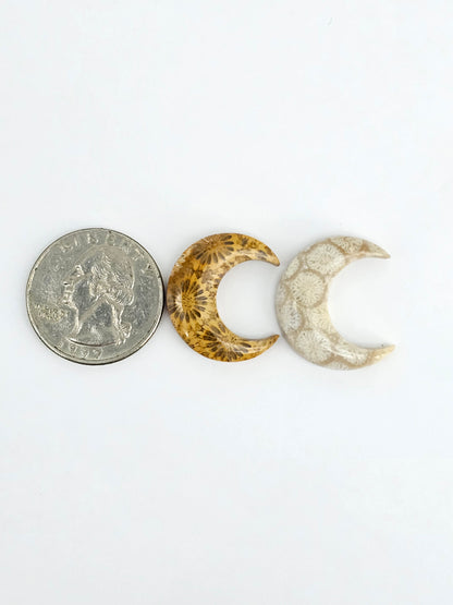 Fossilized Coral Moon Set