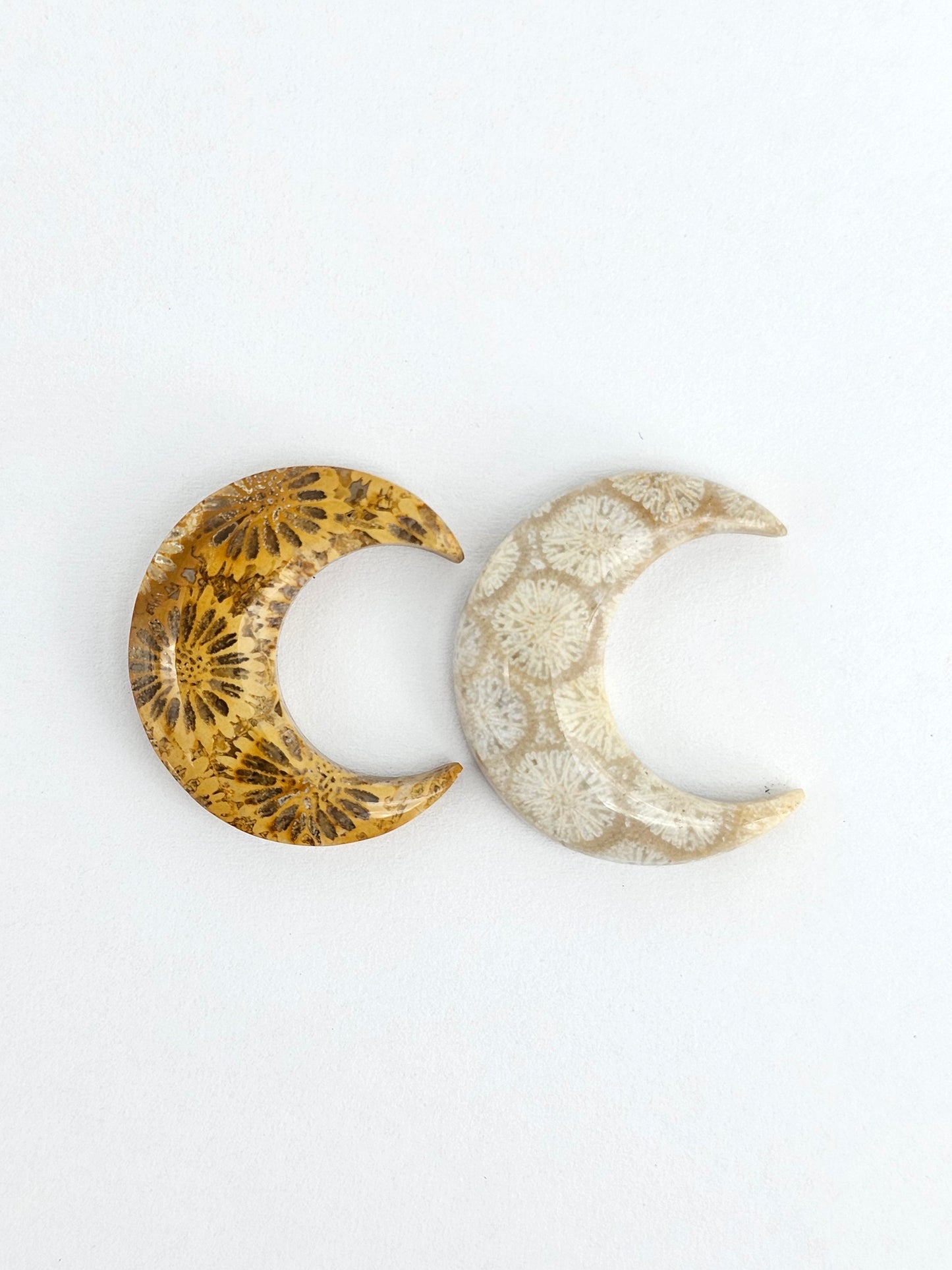 Fossilized Coral Moon Set