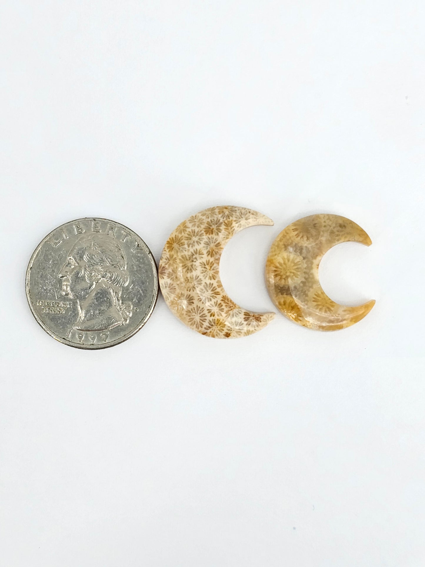 Fossilized Coral Moon Set