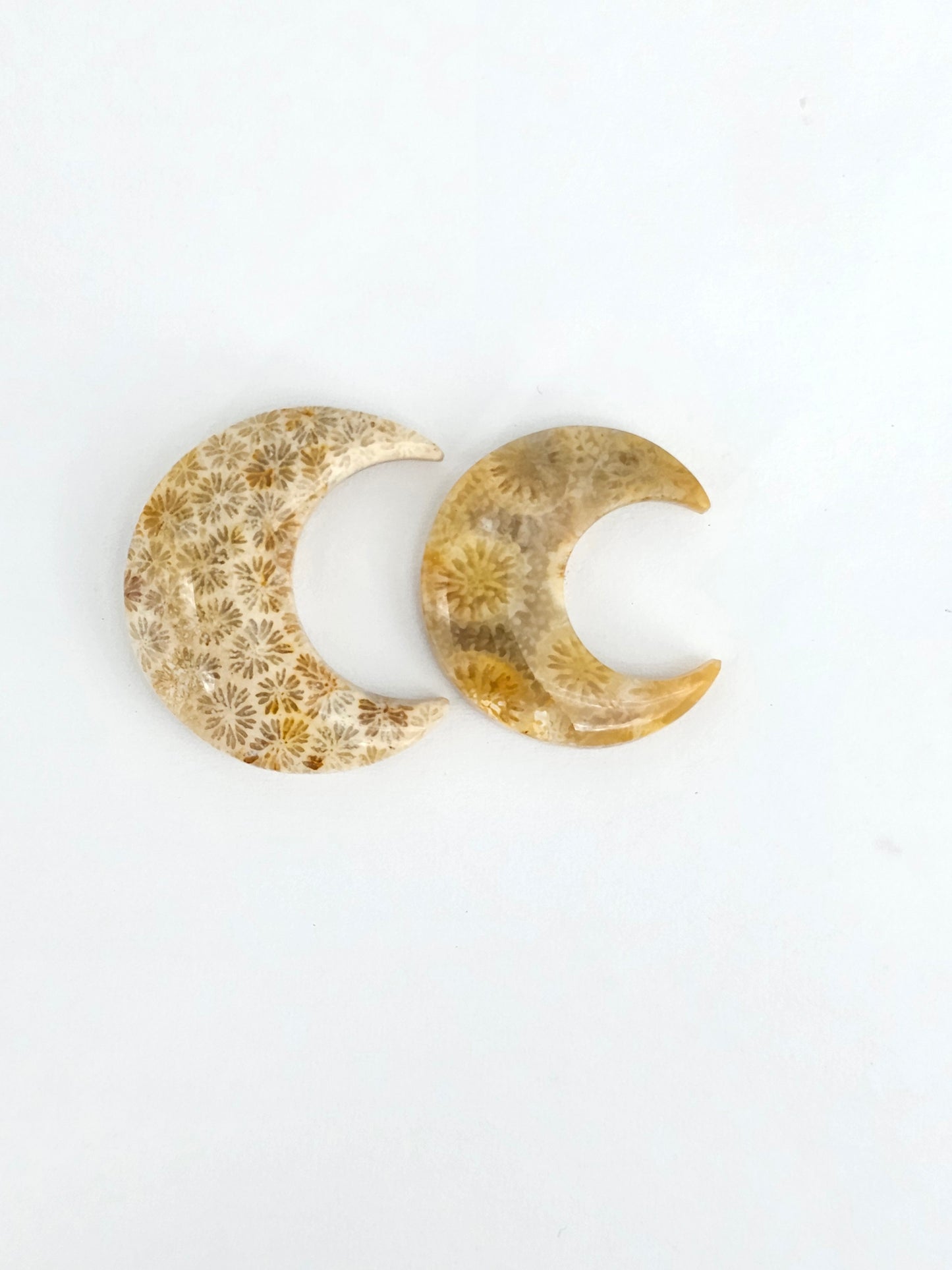 Fossilized Coral Moon Set