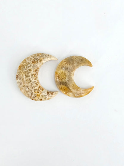 Fossilized Coral Moon Set