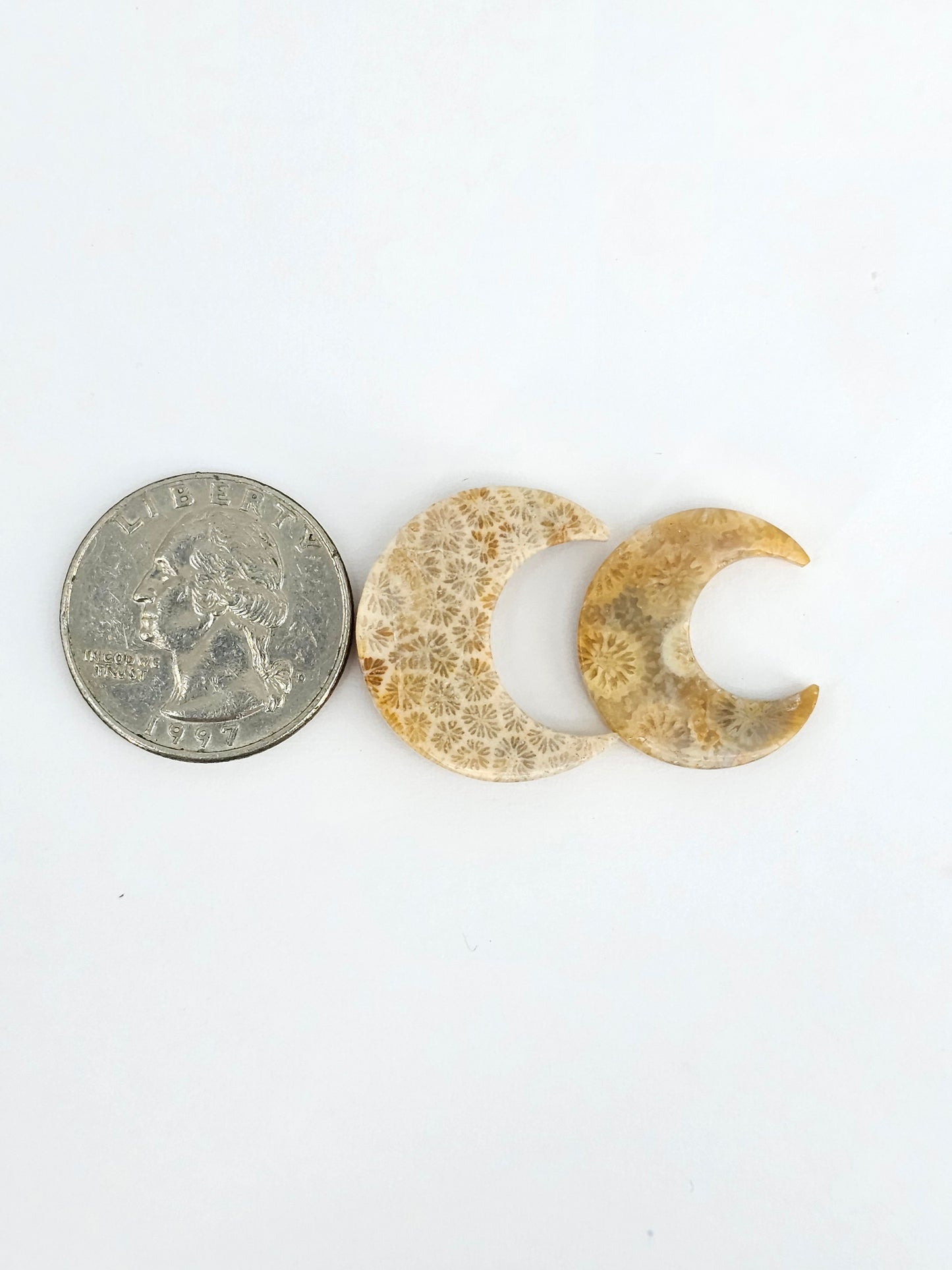 Fossilized Coral Moon Set