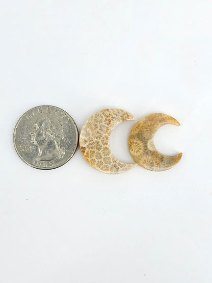 Fossilized Coral Moon Set