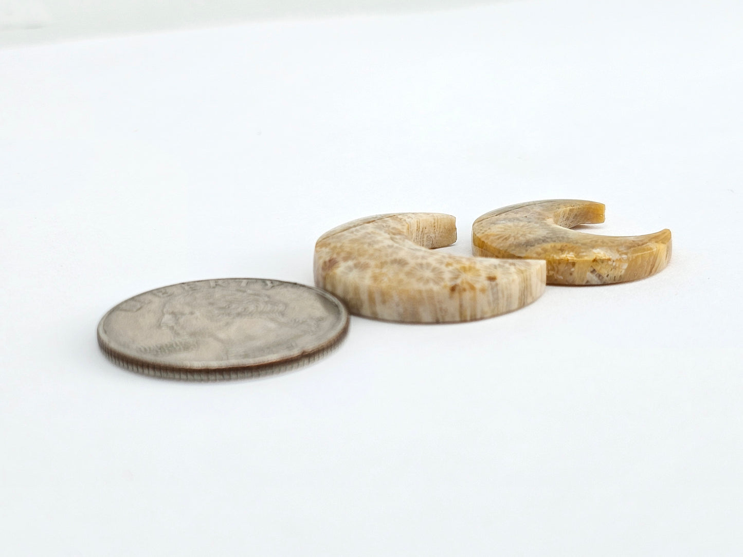 Fossilized Coral Moon Set