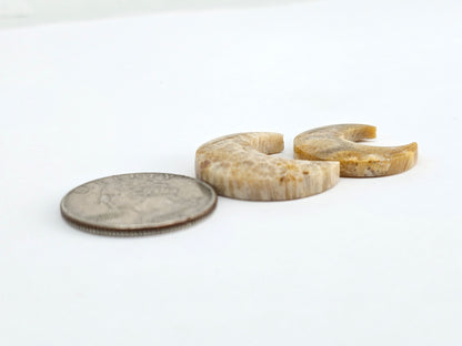 Fossilized Coral Moon Set