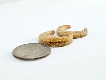 Fossilized Coral Moon Set