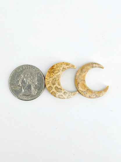 Fossilized Coral Moon Set