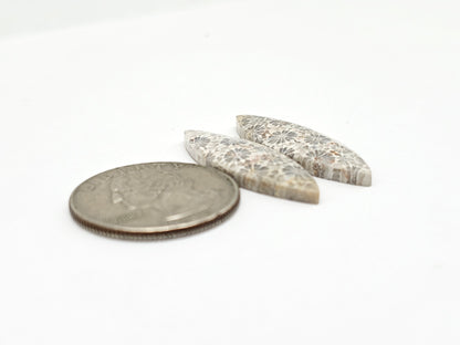 Fossilized Coral Agate Pair