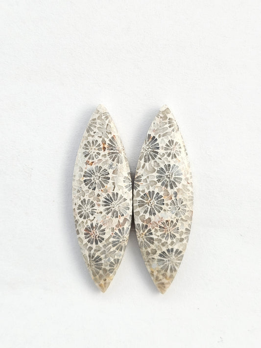 Fossilized Coral Agate Pair