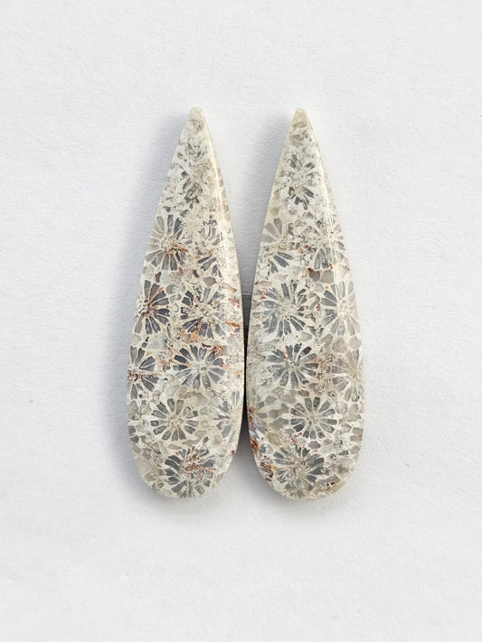 Fossilized Coral Agate Pair