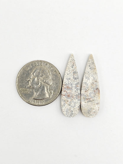 Fossilized Coral Agate Pair