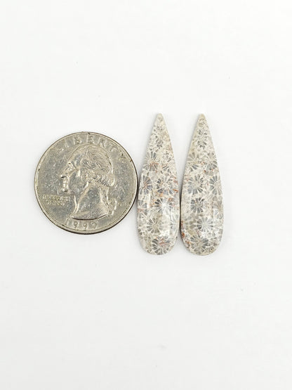 Fossilized Coral Agate Pair