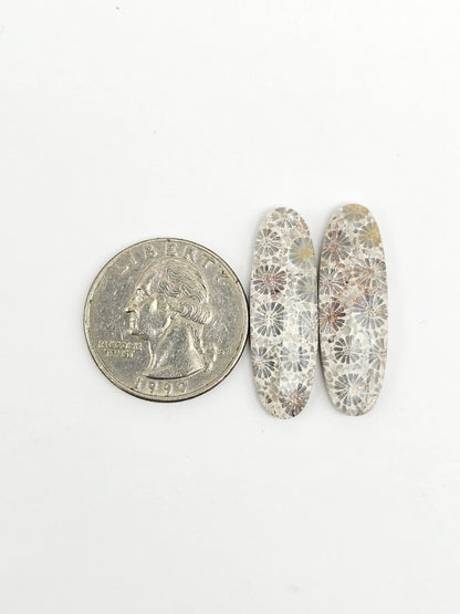 Fossilized Coral Agate Pair