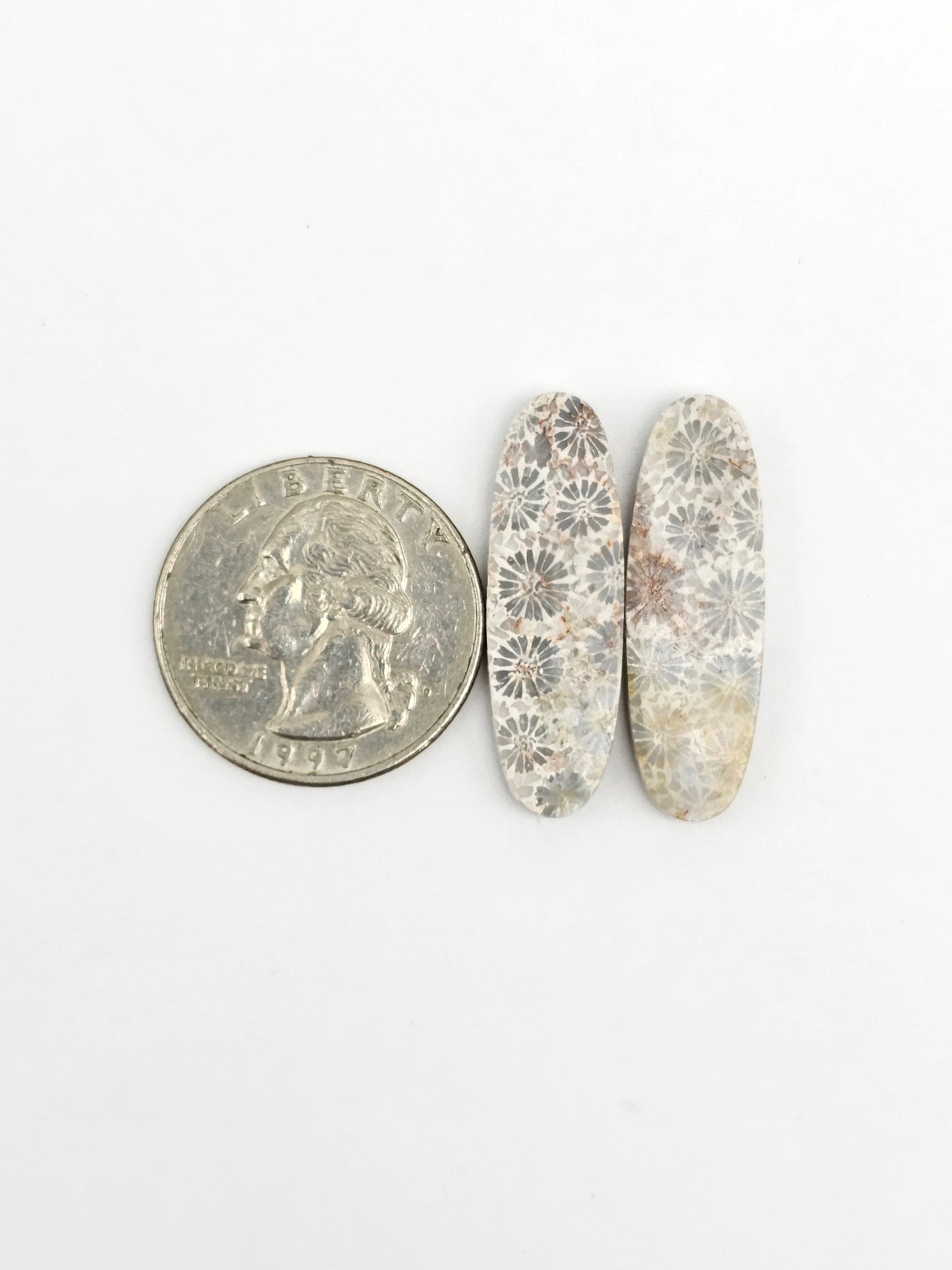 Fossilized Coral Agate Pair