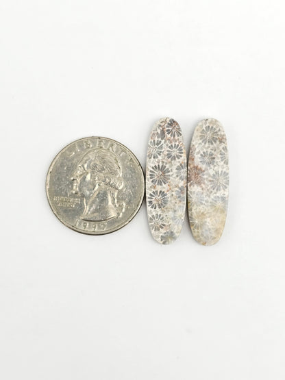 Fossilized Coral Agate Pair