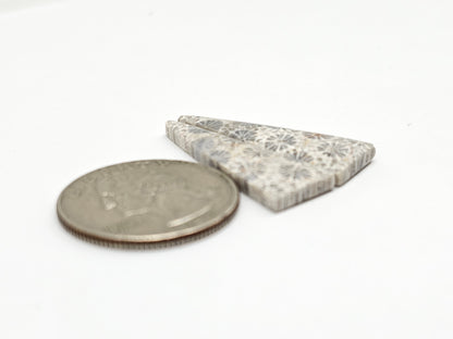 Fossilized Coral Agate Pair