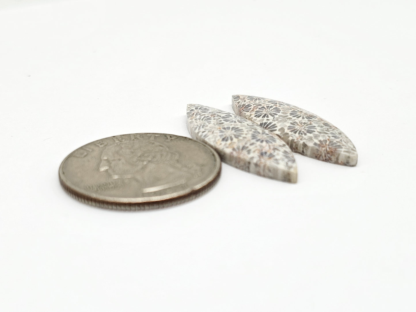 Fossilized Coral Agate Pair