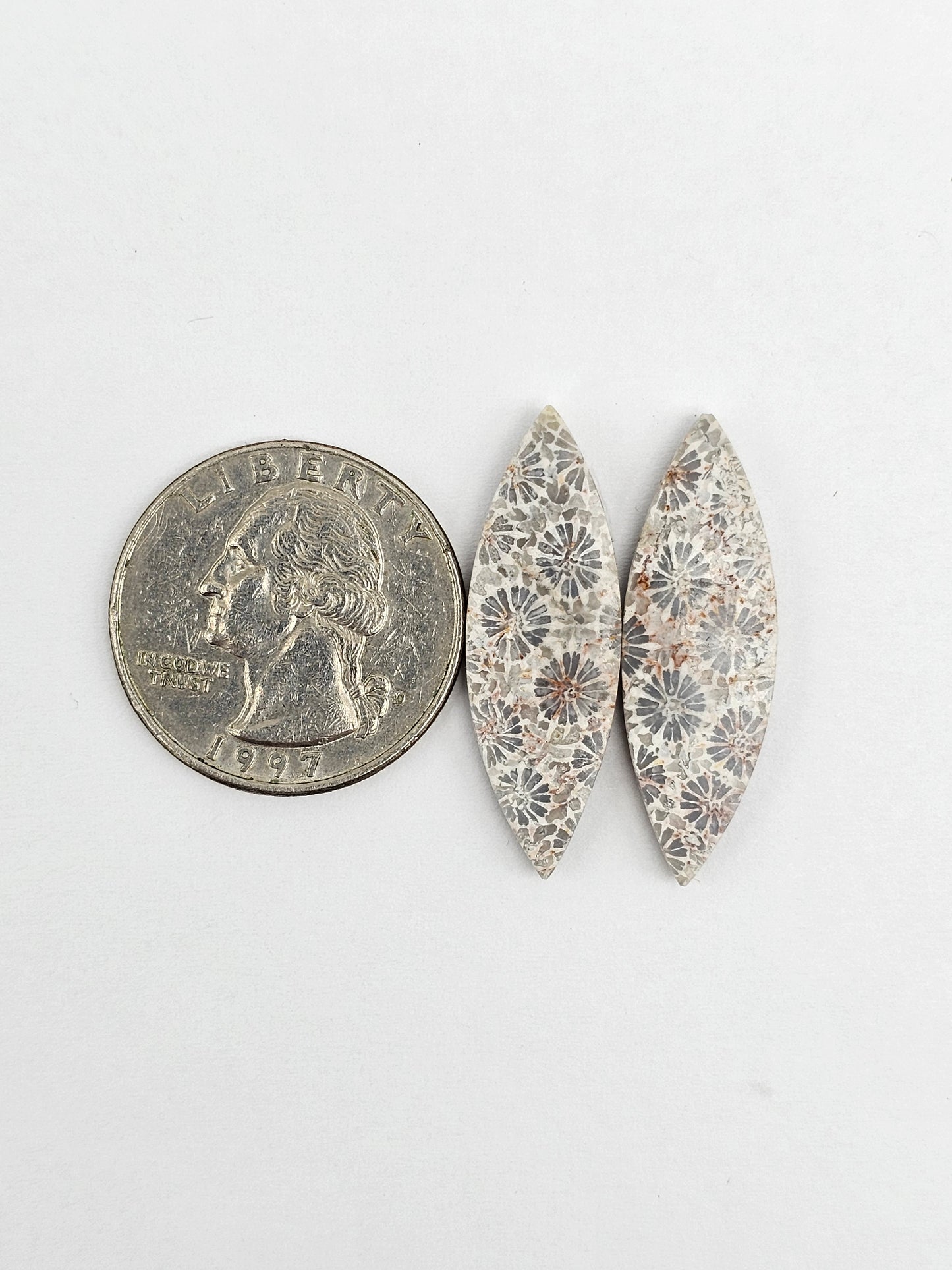 Fossilized Coral Agate Pair