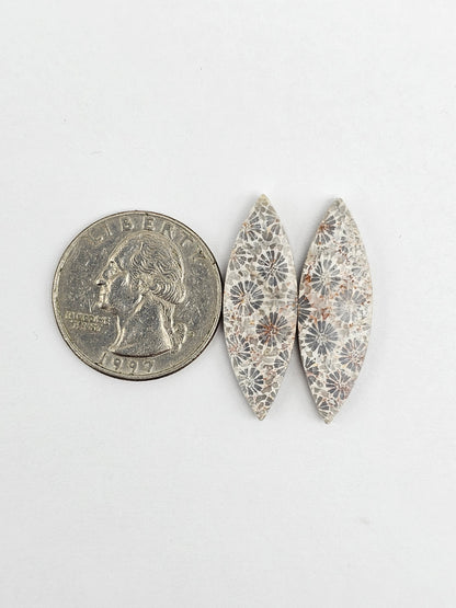Fossilized Coral Agate Pair