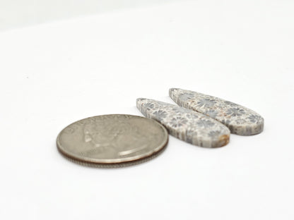 Fossilized Coral Agate Pair