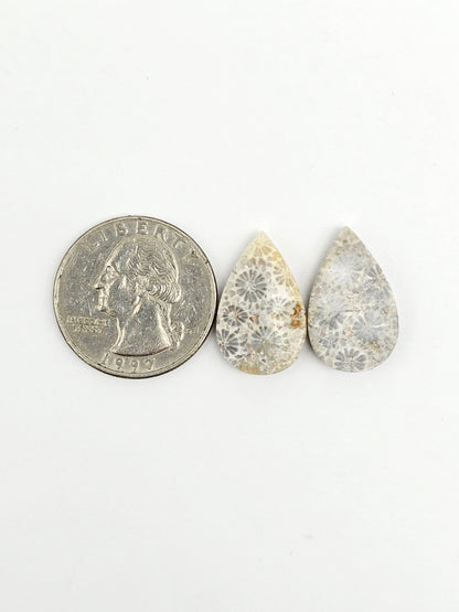 Fossilized Coral Agate Pair