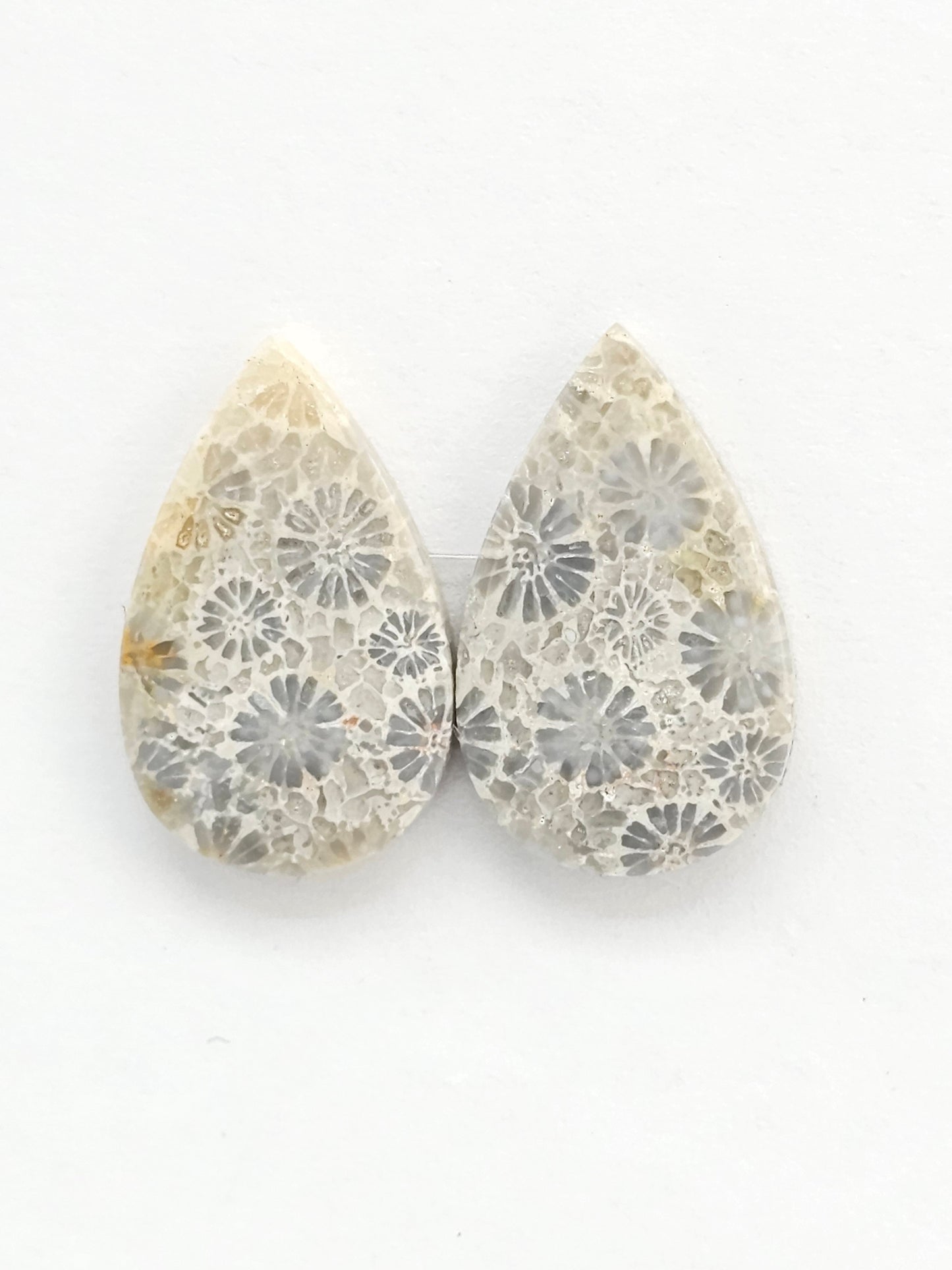 Fossilized Coral Agate Pair