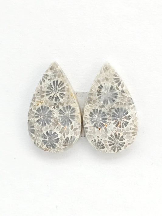Fossilized Coral Agate Pair