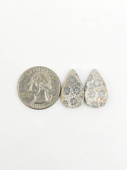 Fossilized Coral Agate Pair