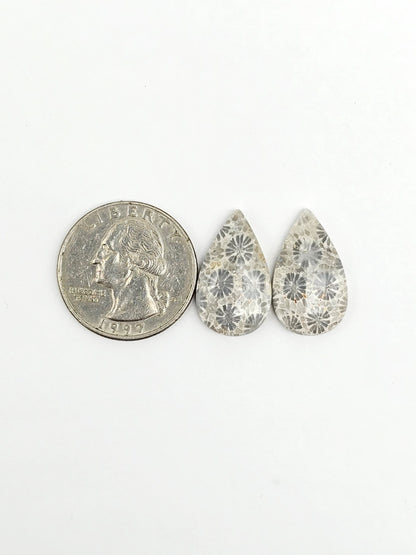 Fossilized Coral Agate Pair