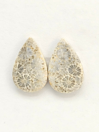 Fossilized Coral Agate Pair