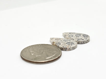 Fossilized Coral Agate Pair