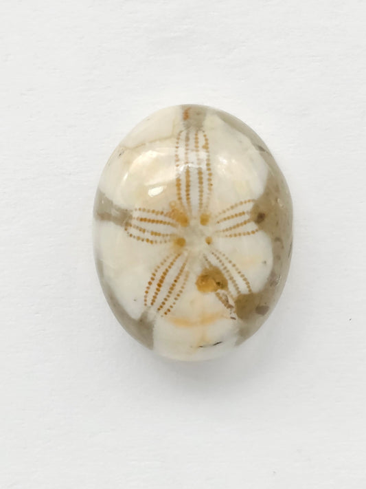 Sand Dollar Fossil