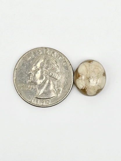Sand Dollar Fossil