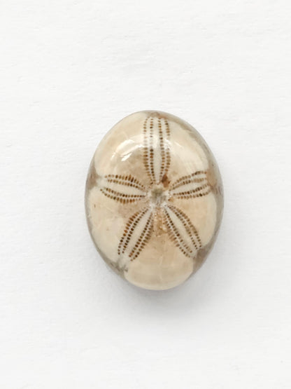 Sand Dollar Fossil