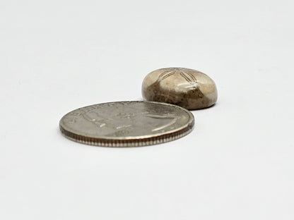 Sand Dollar Fossil