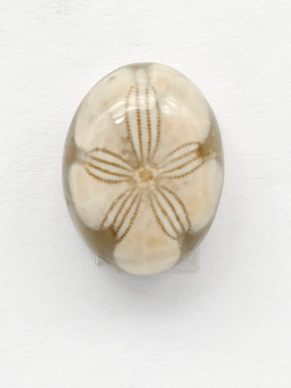 Sand Dollar Fossil