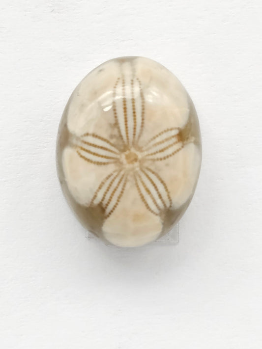 Sand Dollar Fossil
