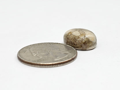 Sand Dollar Fossil